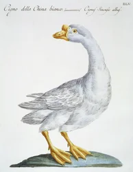 Swan, ca 1767-76 (handfärgad gravyr)