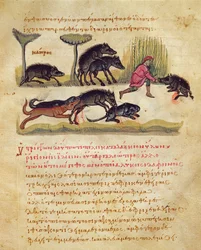 Avhandling om galten: liv, parning, jakt, illustration från Cynegetica av Oppian (tempera på vellum)