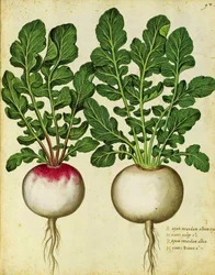 Rova av Ulisse Aldrovandi