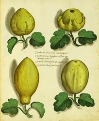 Varieties of Heirloom Squash av Ulisse Aldrovandi
