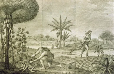 Olika grönsaksgrödor av indianerna i bassängerna i Orinoco och Amazonas (Maranon)