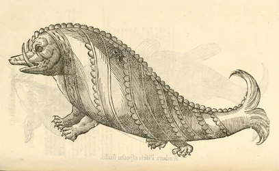 illustration av Aper Marinus Cetaceus från Aldrovandis History of Monsters, 1642