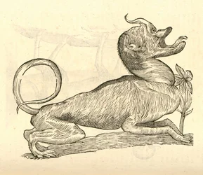 illustration av Canis monstroso capite från Aldrovandis History of Monsters, 1642