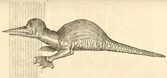 illustration av Draco marinus monophthalmos bipes från Aldrovandis History of Monsters, 1642
