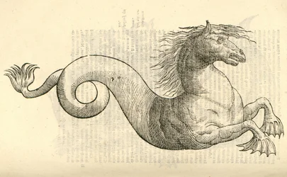 illustration av Equus marinus monstrosus från Aldrovandis History of Monsters, 1642