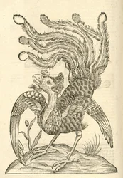 illustration av Gallus Indicus auritus tridactylus från Aldrovandis History of Monsters, 1642