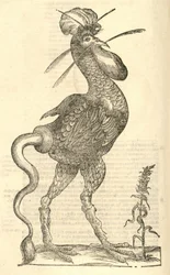 illustration av Gallus monstrosus från Aldrovandis History of Monsters, 1642