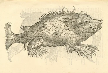 illustration av Monstrosus Sur marinus från Aldrovandis History of Monsters, 1642
