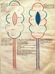 Fröken. ASPi, C.M. 15, c.4r Två symboliska blommor, en sida från Liber figuratum e le proemissiones gioachimitiche, av Joachim av Fiore (ca 1135-1202)
