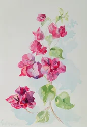 No.2 Bougainvillea Red (wc)