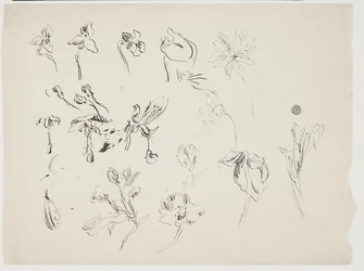 Blomma skisser