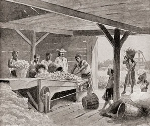 Slavar som arbetar med en bomullsrensningsmaskin från 1800-talet på en plantage i en sydstat i Amerikas förenta stater, ur ”The History of Our Country”, utgiven 1905