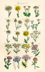 Sida med färgillustrationer från British Wild Flowers efter ett verk av J. E. Sowerby och C. P. Johnson
