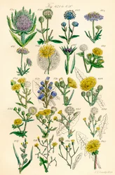 Sida med färgillustrationer från British Wild Flowers efter ett verk av J. E. Sowerby och C. P. Johnson