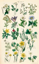 Sida med färgillustrationer från British Wild Flowers efter ett verk av J. E. Sowerby och C. P. Johnson