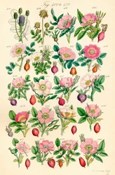 Sida med färgillustrationer från British Wild Flowers efter ett verk av J. E. Sowerby och C. P. Johnson