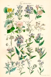 Sida med färgillustrationer från British Wild Flowers efter ett verk av J. E. Sowerby och C. P. Johnson