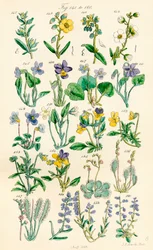 Sida med färgillustrationer från British Wild Flowers efter ett verk av J. E. Sowerby och C. P. Johnson