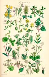Sida med färgillustrationer från British Wild Flowers efter ett verk av J. E. Sowerby och C. P. Johnson