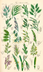 Sida med färgillustrationer från British Wild Flowers efter ett verk av J. E. Sowerby och C. P. Johnson
