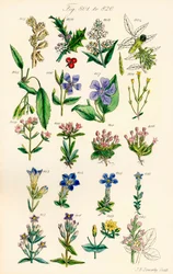 Sidan med färgillustrationer från brittiska vilda blommor efter ett verk av J. E. Sowerby och C. P. Johnson