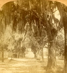 Inträde till St. Augustine, Florida, U.S.A., 1901.