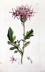 Great Knapweed, från en volym av "English Botany" pub. 1790-1814 (handfärgad gravyr)