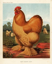 Gul kochintupp