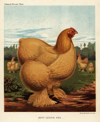 Buff cochin höna