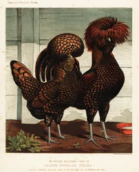 Guldfläckig polsk tupp och höna, efter J. W. Ludlow