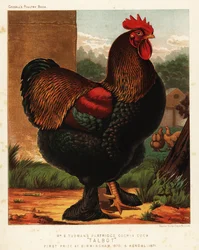 Rapphönsfärgad cochintupp