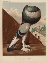 Duvor: Blue Pouter Cock (färg litho)