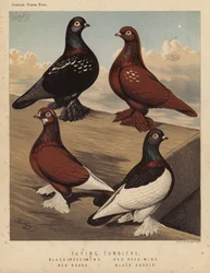 Duvor: Flygande tumlare, Black Rose-Wing, Red Rose-Wing, Red Badge, Black Sadel (färg litho)