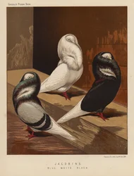 Duvor: jakobiner, blå, vit, svart (färg litho)