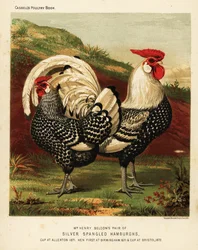 Silverspangled Hamburgh hane och höna