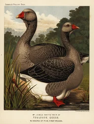 Toulousegäss med hakpåse, gåskarl och gås