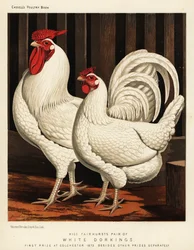 Vit Dorking höns