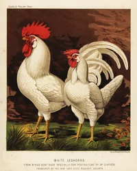 Vita leghorn eller Livorno kuk och höna