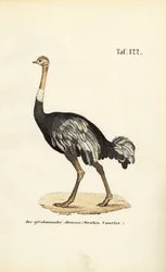 Afrikansk struts