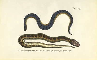 Anaconda och indisk pyton