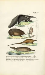 Myrslokar och andra insektsätande däggdjur
