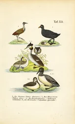 Vattenlevande fåglar med Jacana, sothöna, skäggdopping och storlom