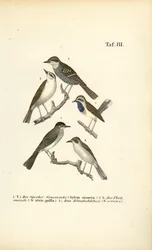Grönsångare, svarthätta och blåhake