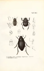 Skalbaggar av släktena Scarabaeidae och Hydrophilidae med anatomiska detaljer