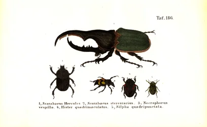 Skalbaggar av släktena Scarabaeidae och Silphidae