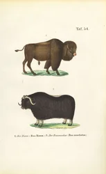 Bison och myskoxe