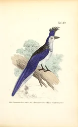 Blåhuvad Jay