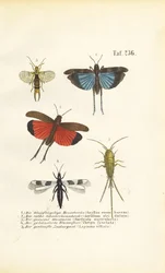 Blåvingad gräshoppa, rödvingad gräshoppa och andra insekter