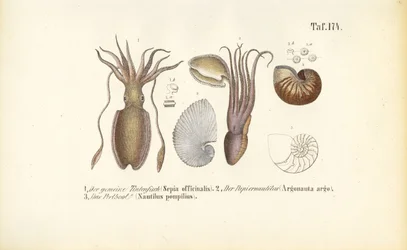 Bläckfiskar: Bläckfisk, pappersn Nautilus och kammad Nautilus