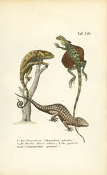 Kameleont, flygande drake och tokaygecko